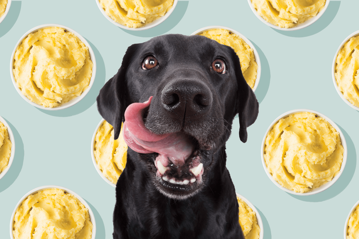 can dogs eat mashed potatoes black lab licking his lips in front of bowls of mashed potatoes