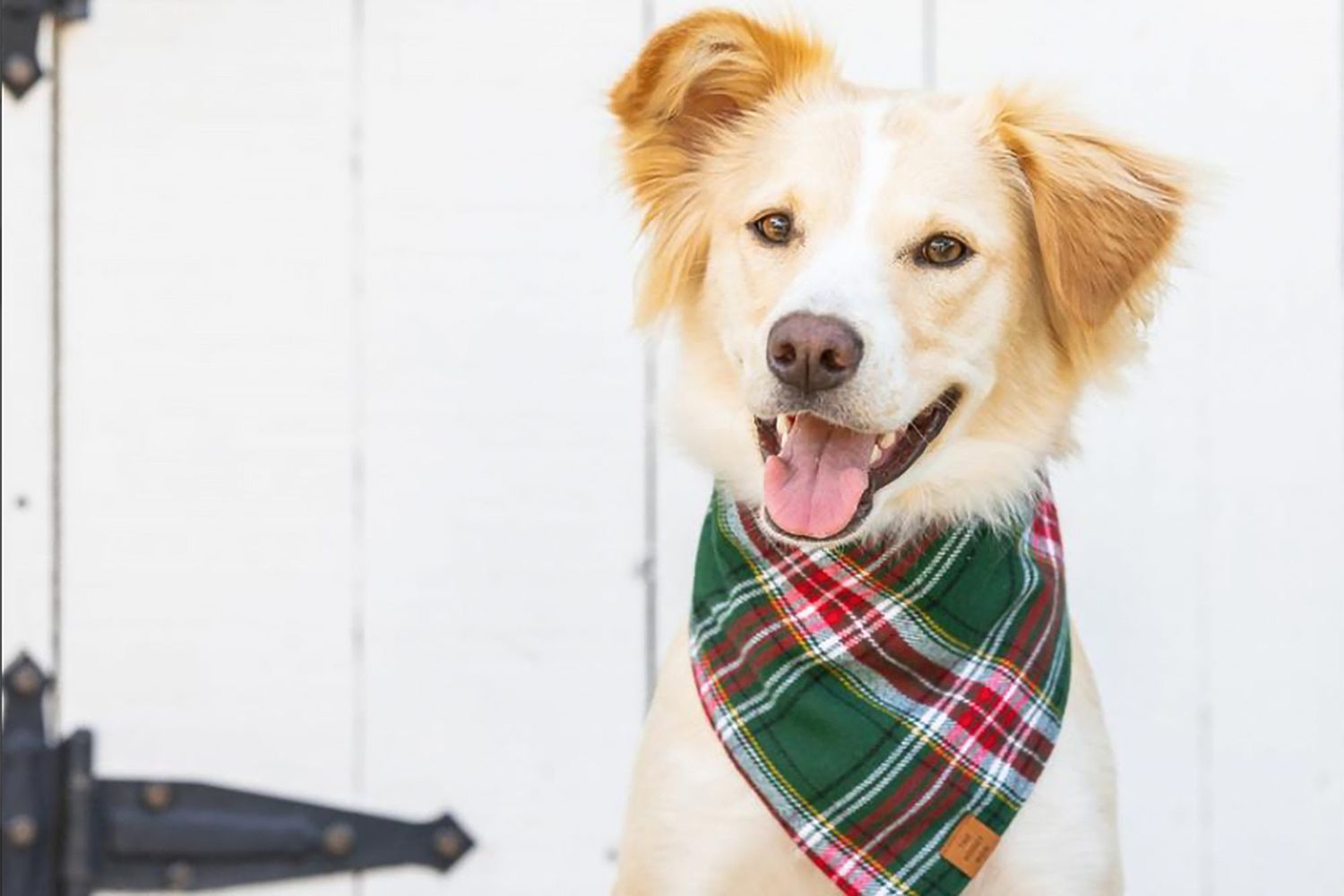 dog wearing a red and green plaid Christmas dog bandana