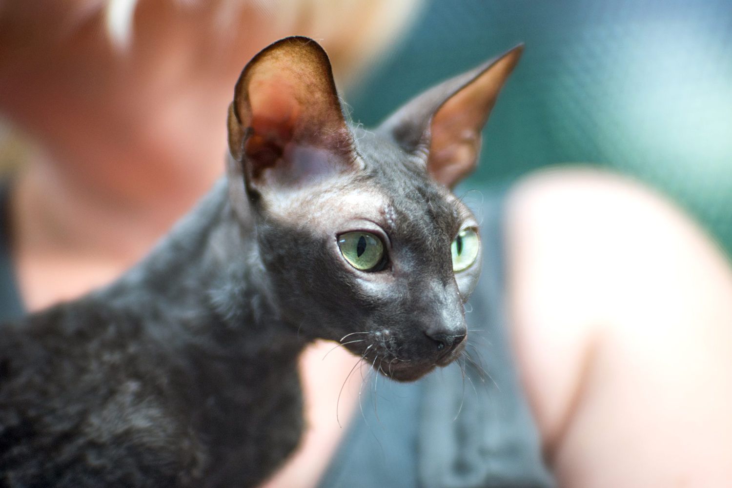 grey cornish rex cat with owner
