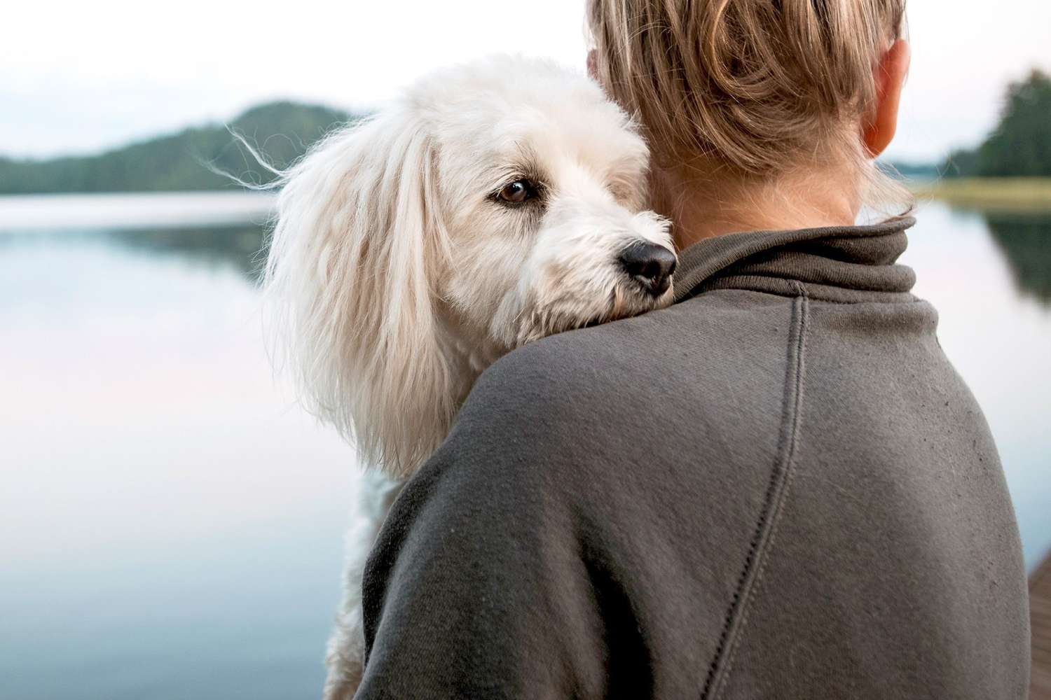 coton de tulear dog with her head on owners shoulder next to a lake