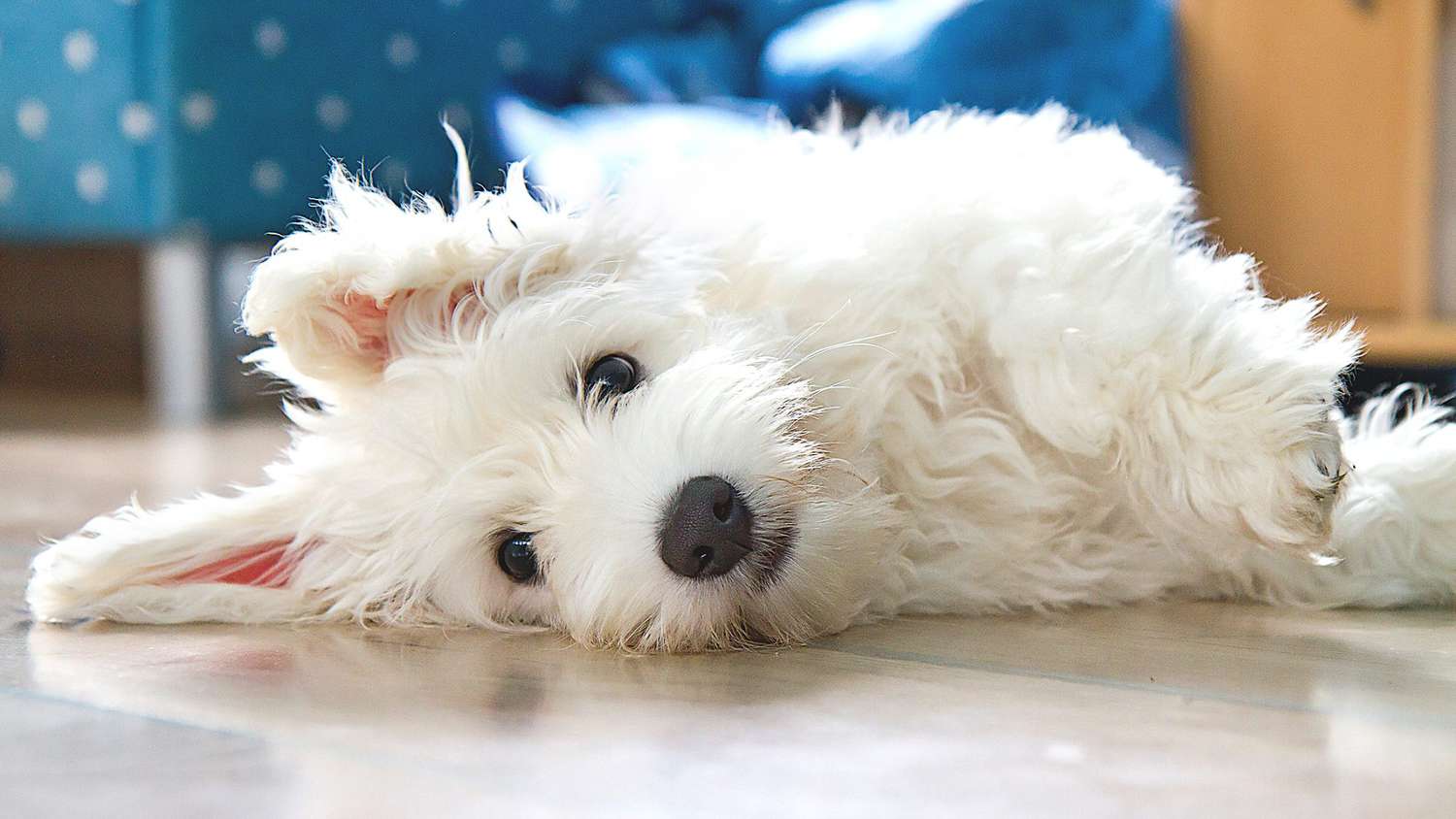 cute coton de tulear dog lying on floor: