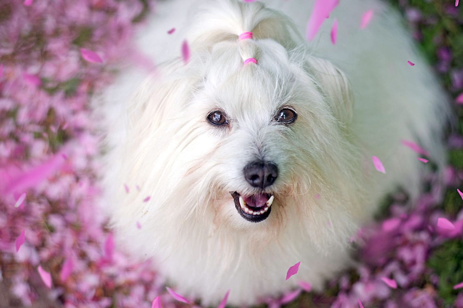 coton de tulear dog looking up smiling surrounded by falling pink flower petals