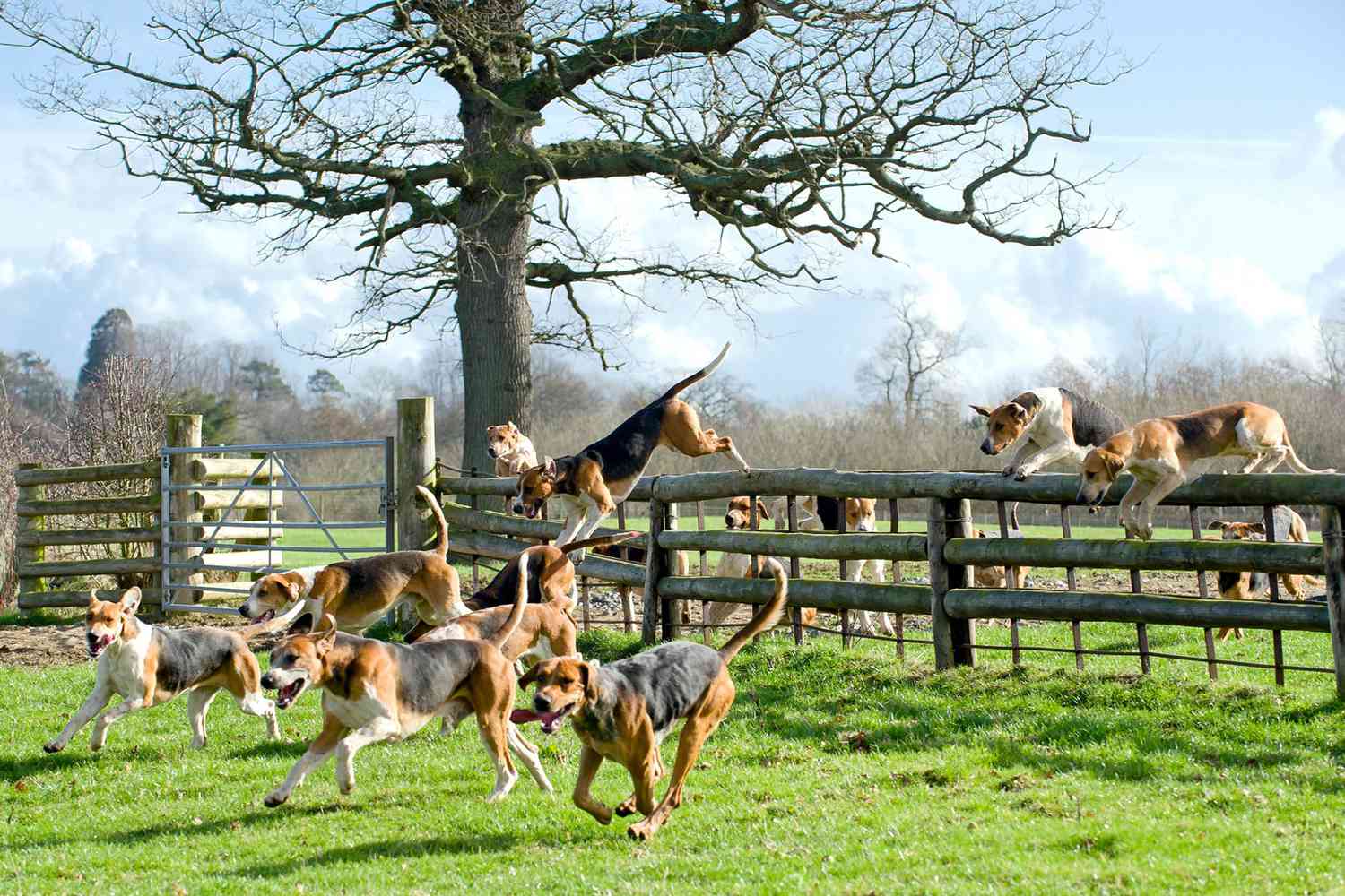 group of english foxhound dogs jumping over a fence