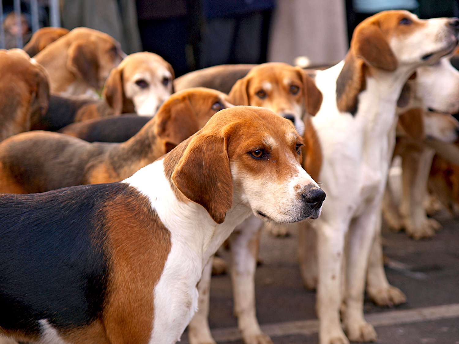 group of english foxhound dogs
