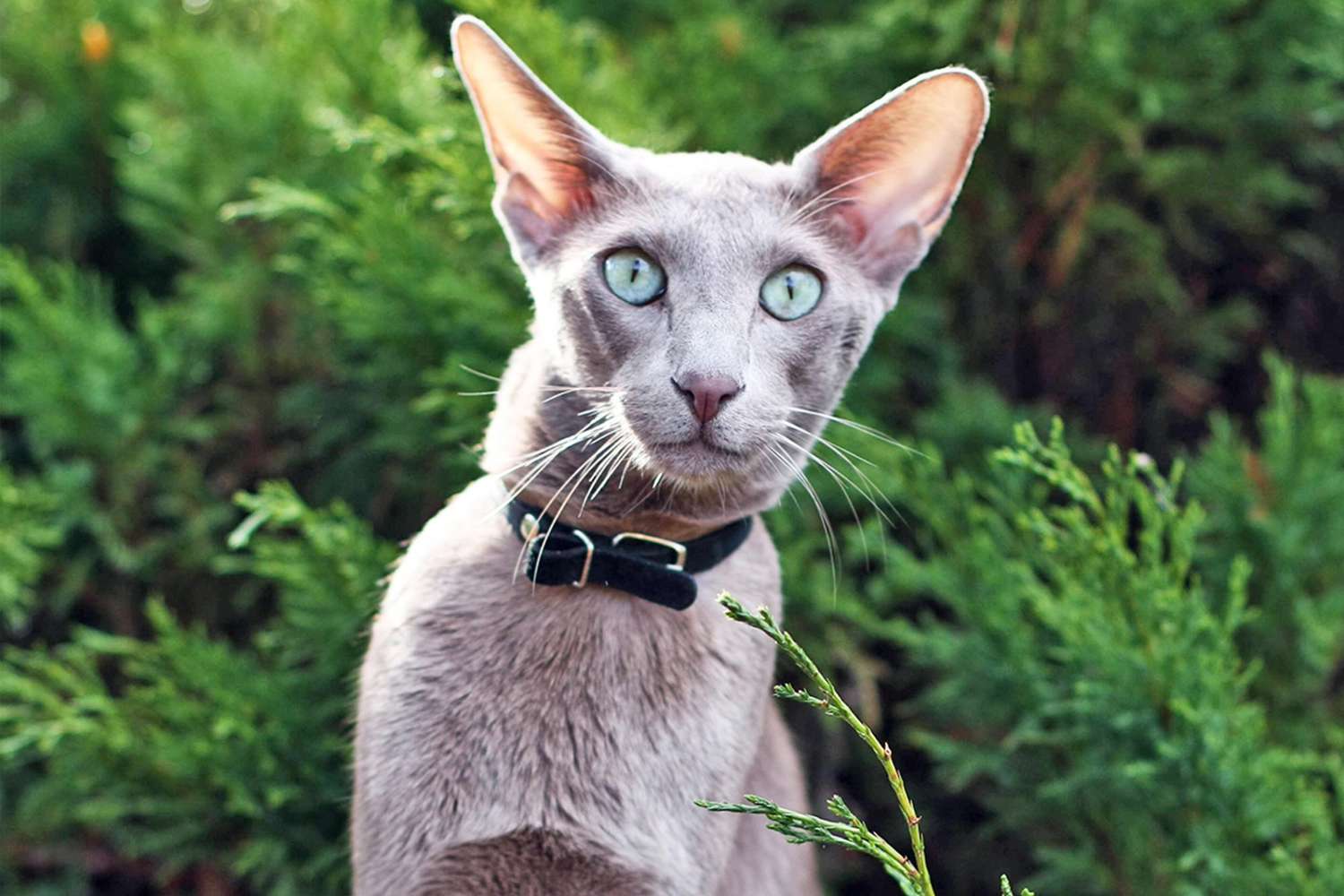 grey oriental shorthair cat outside