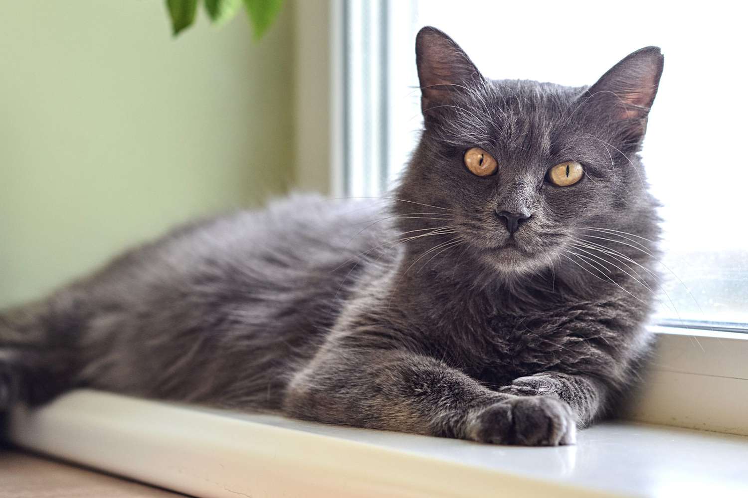grey nebelung cat lying near window