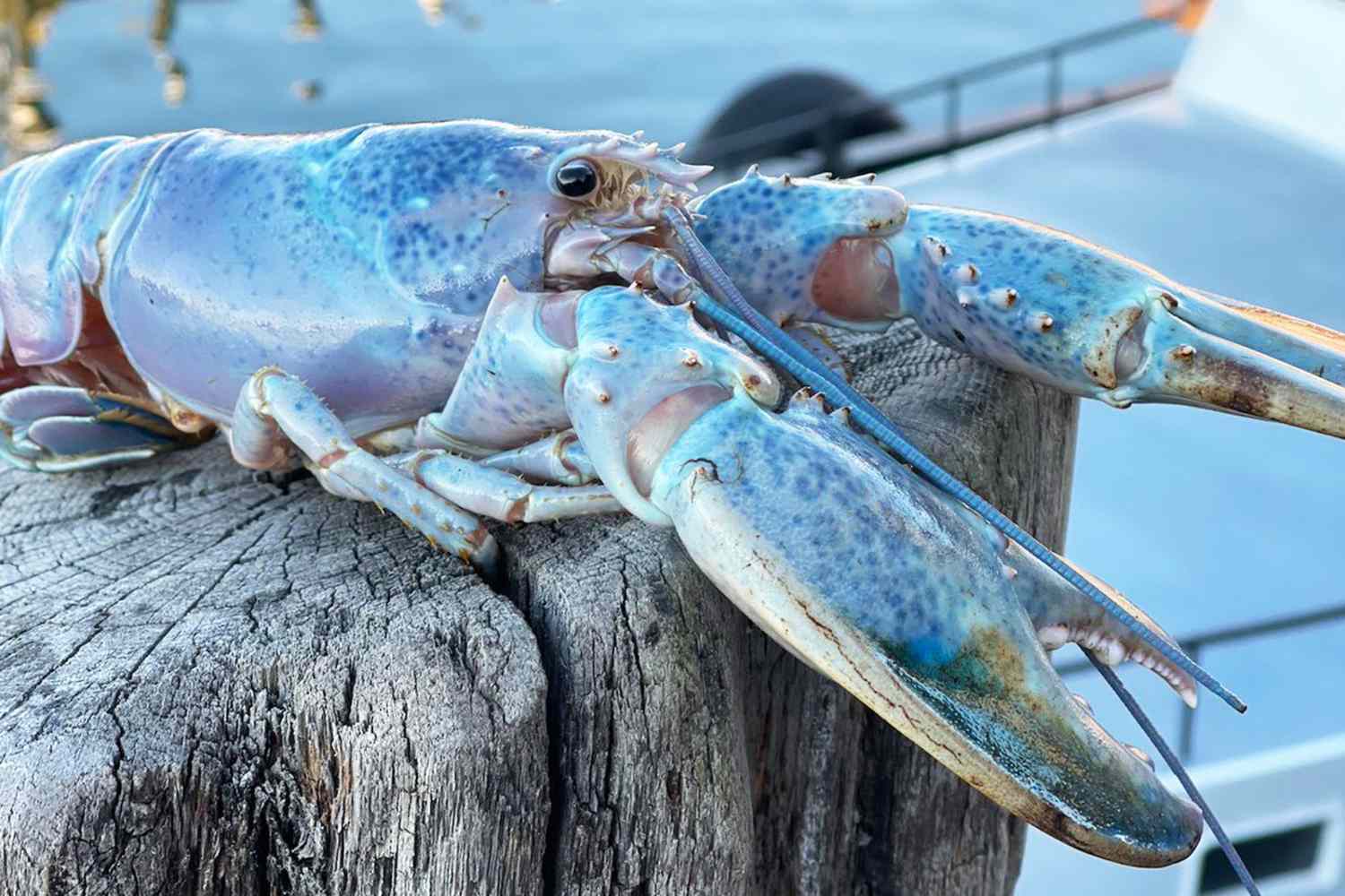 1 in 100 Million' Cotton Candy Lobster Caught in Maine Finds a Home at New  England Ocean Center | Daily Paws