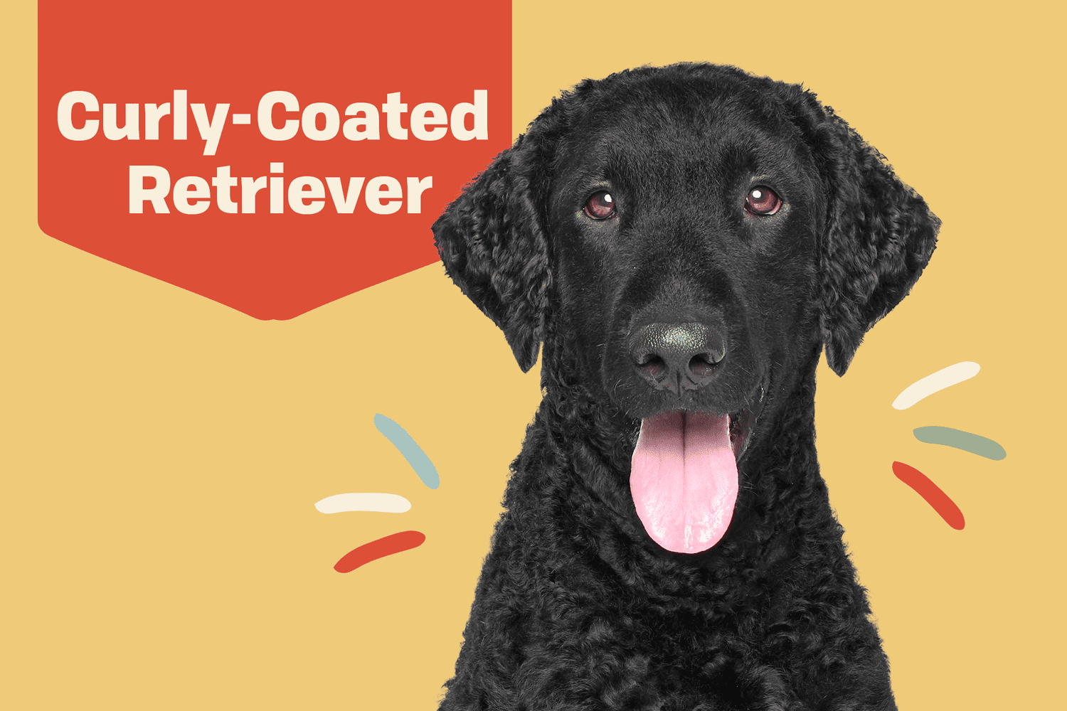 curly coated retriever dog breed profile treatment