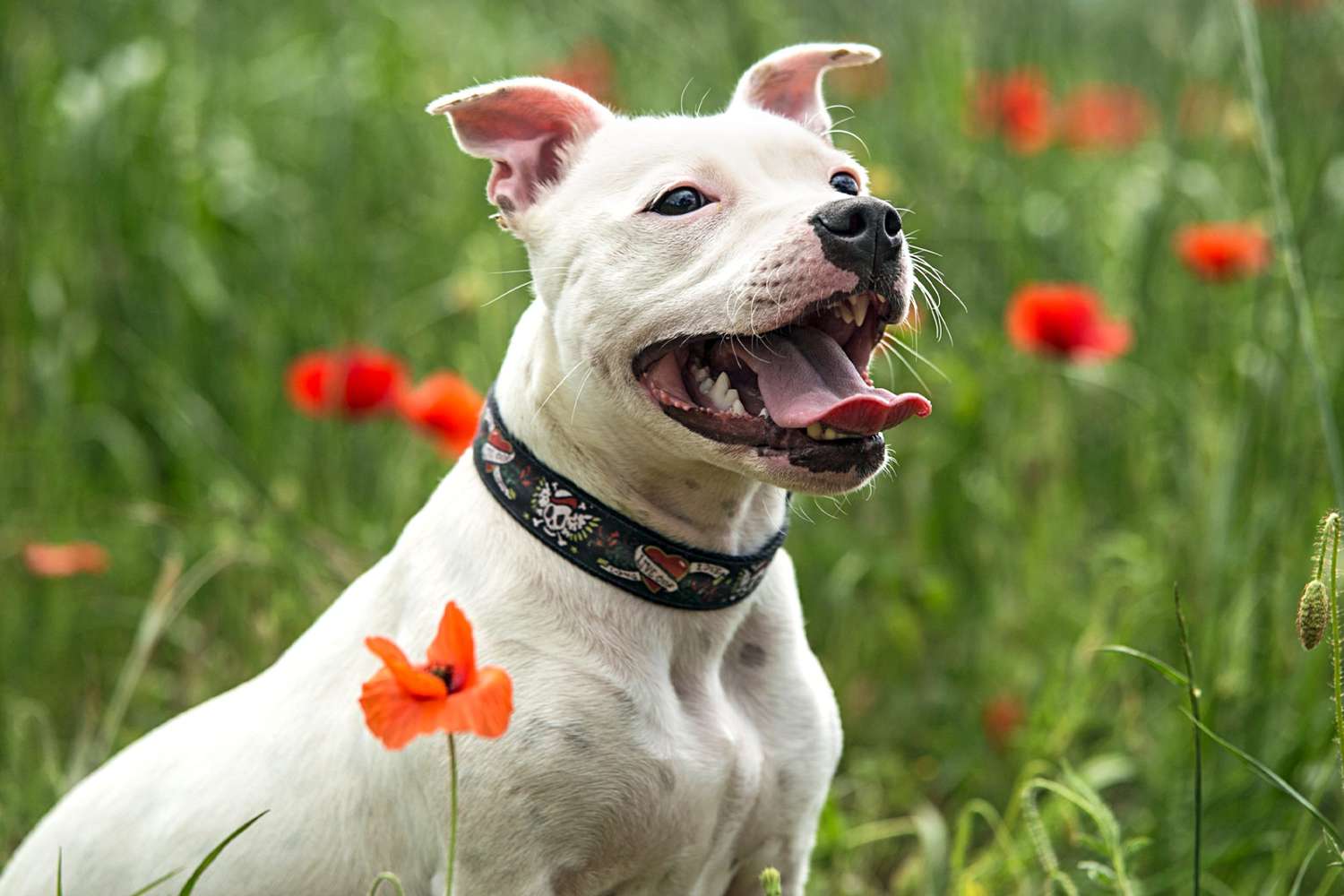 white staffordshire bull terrier smiling in poppy field
