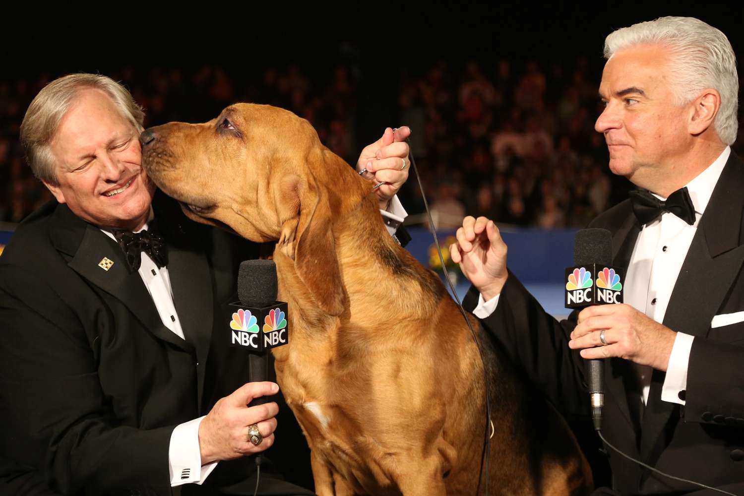Hosts David Frei and John O'Hurley, with a bloodhound who is giving David a kiss
