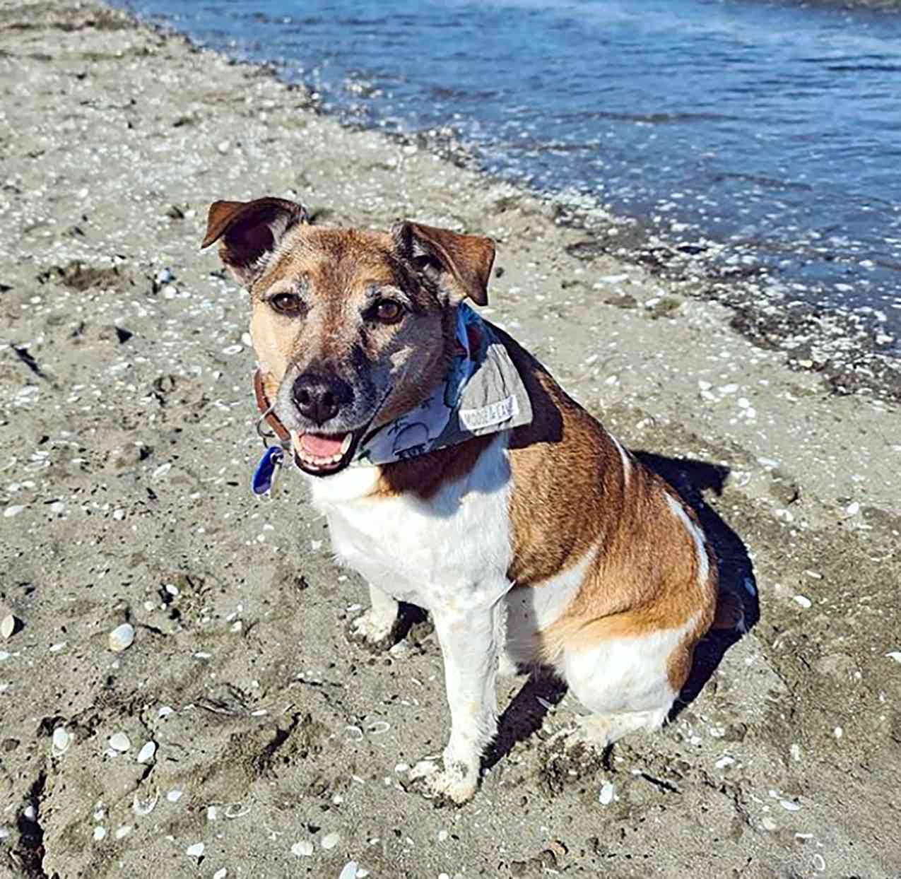 jack russell terrier toy fox terrier mix on a beach