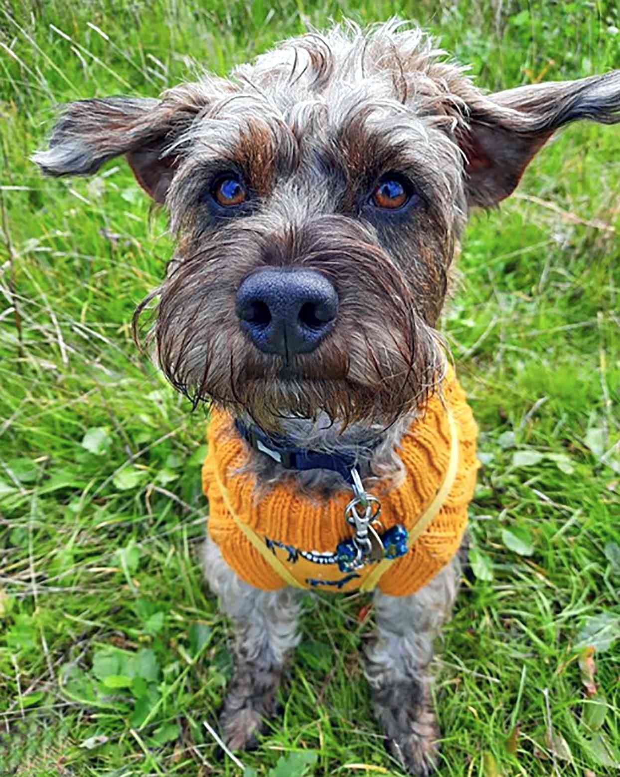 brown jack russell terrier poodle mix wearing an orange sweater