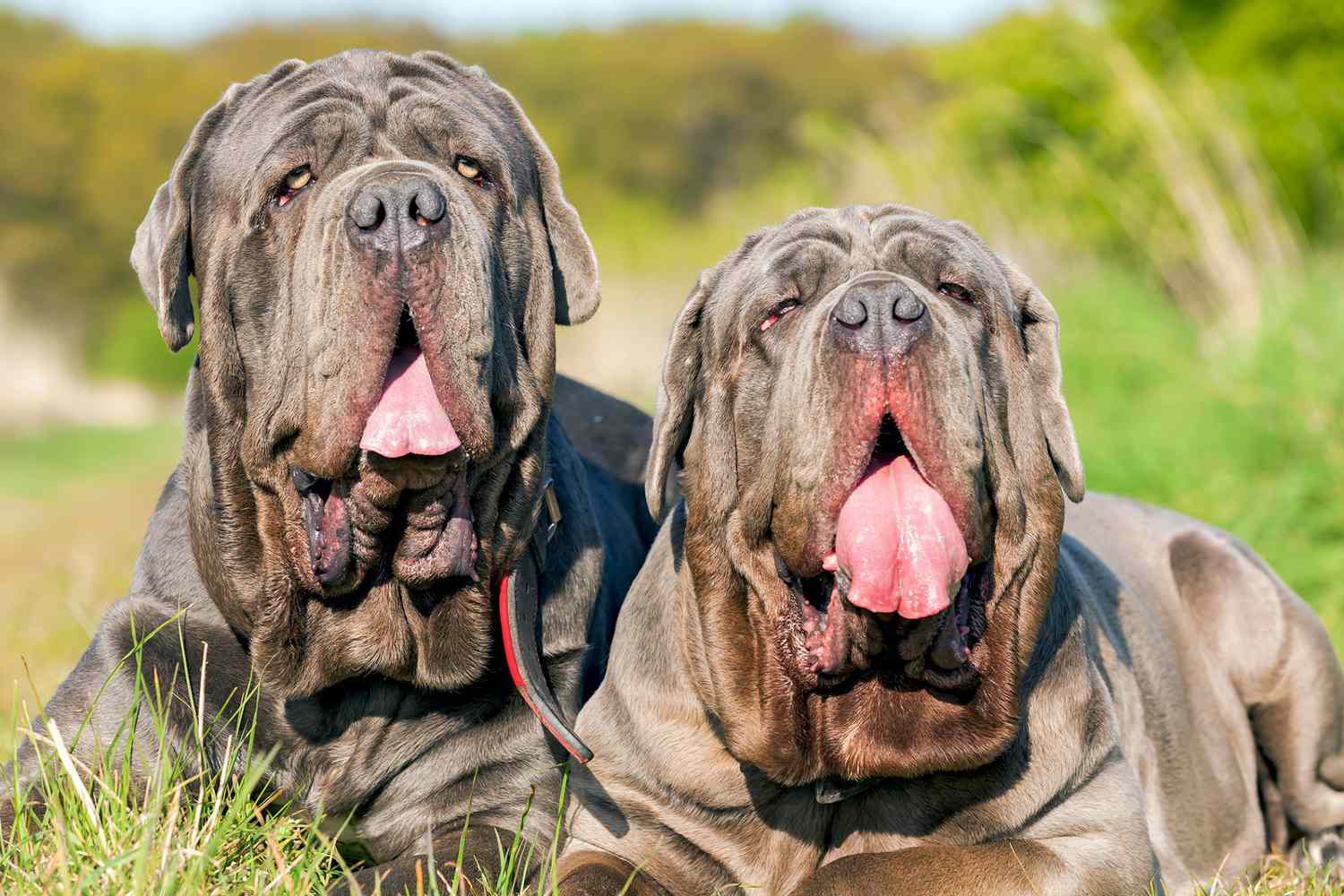 two adult neapolitan mastiff dogs lying in grass with their tongues out