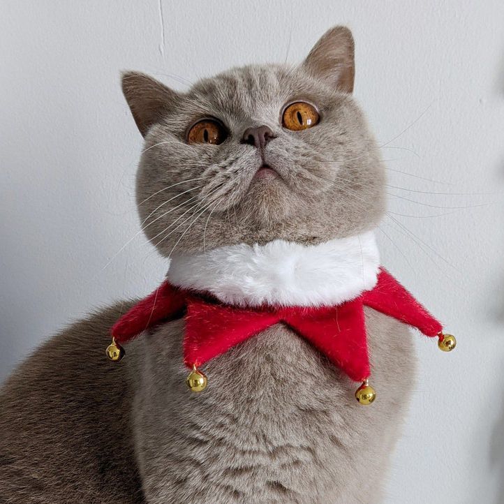 Cat wearing a Christmas Pet Collar