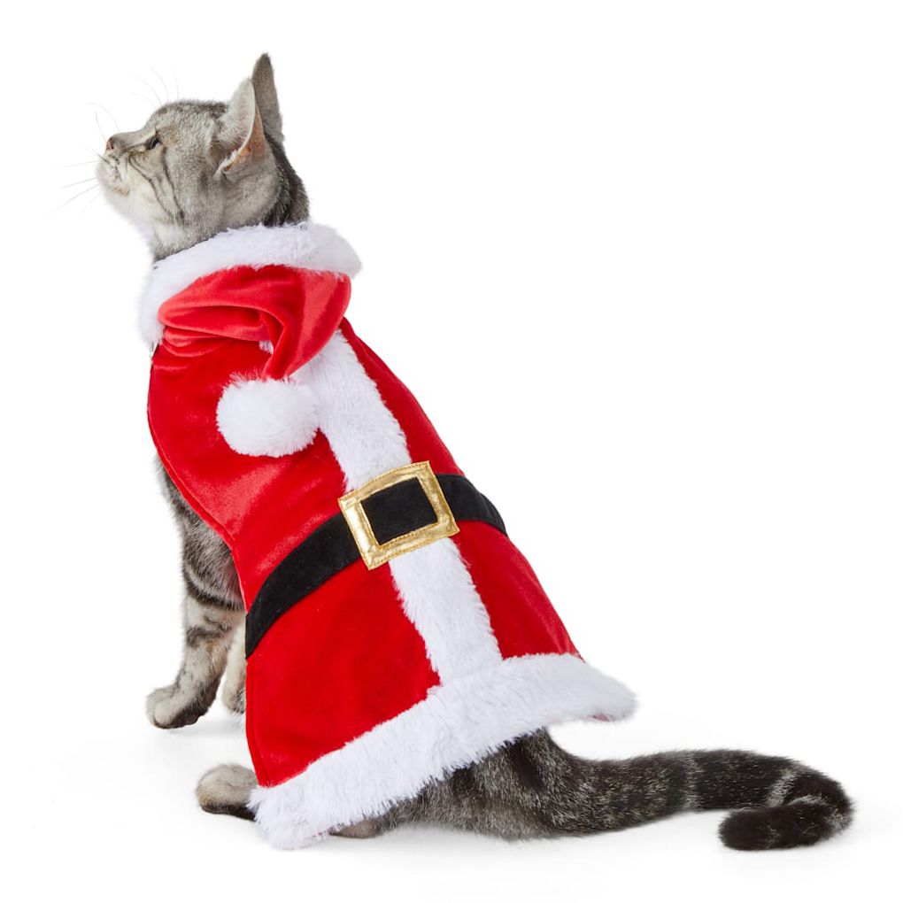 Cat wearing a Secret Santa Cat Costume