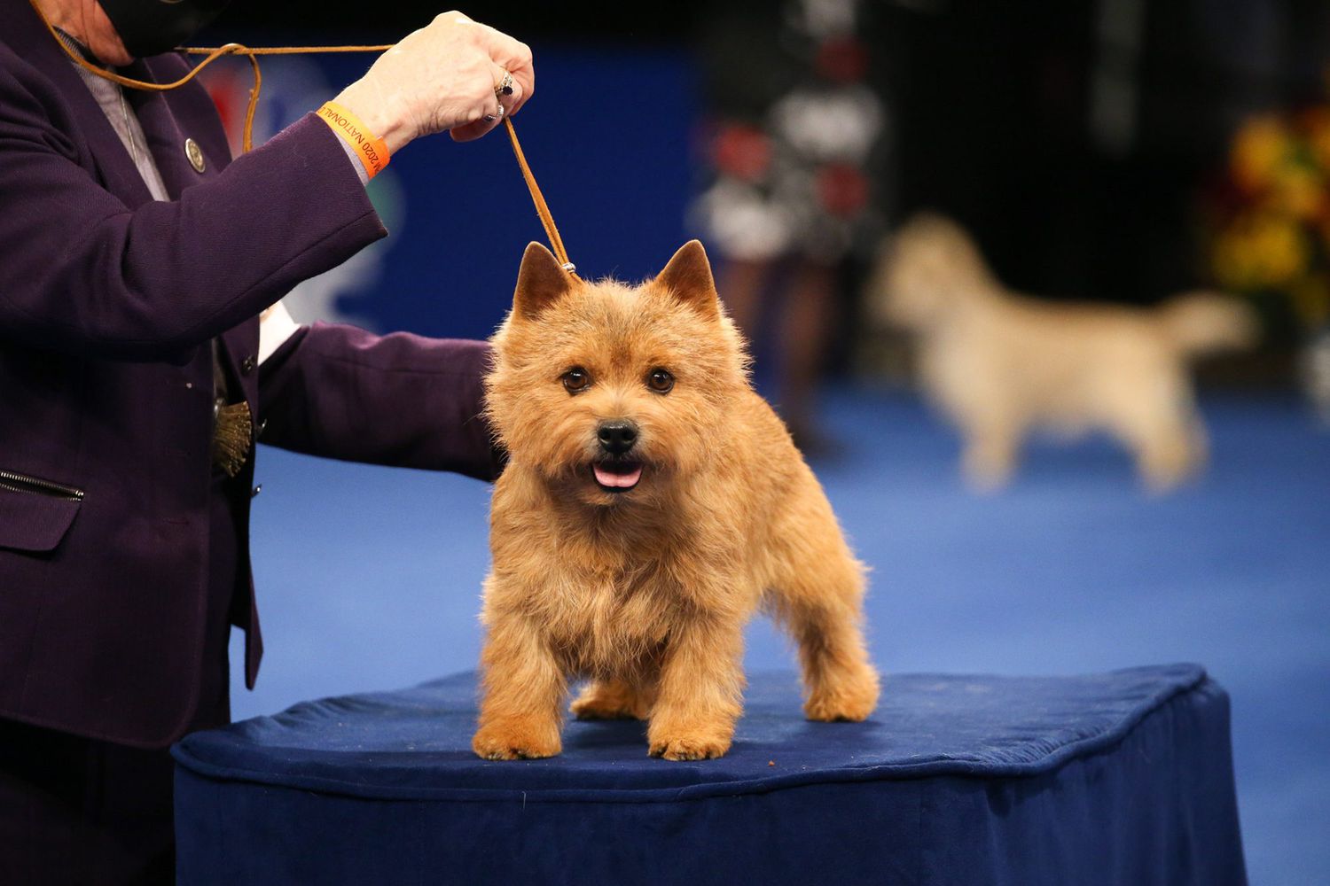 Norwich Terrier in competition at the 2020 National Dog show