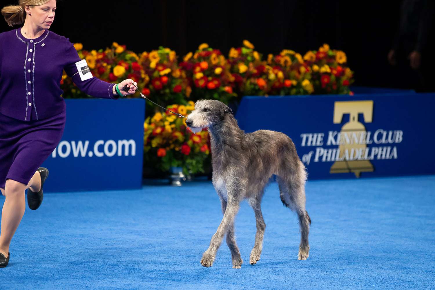 The 5 Traits That Make Successful Show Dogs at the 2021 National Dog Show |  Daily Paws