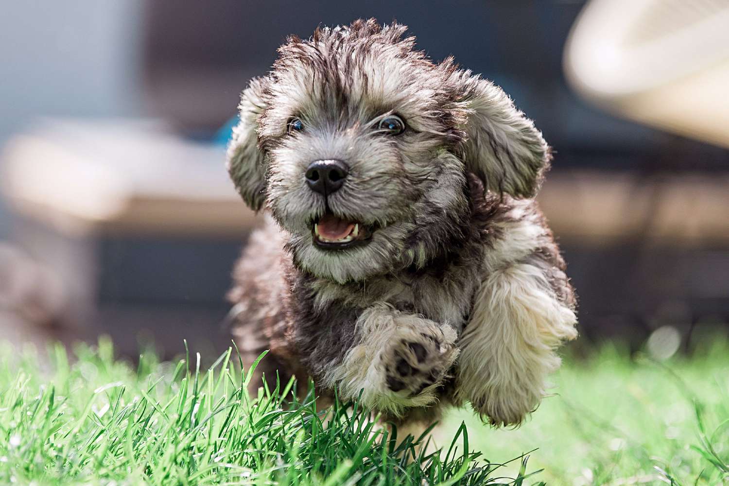 dandie dinmont terrier puppy running through grass