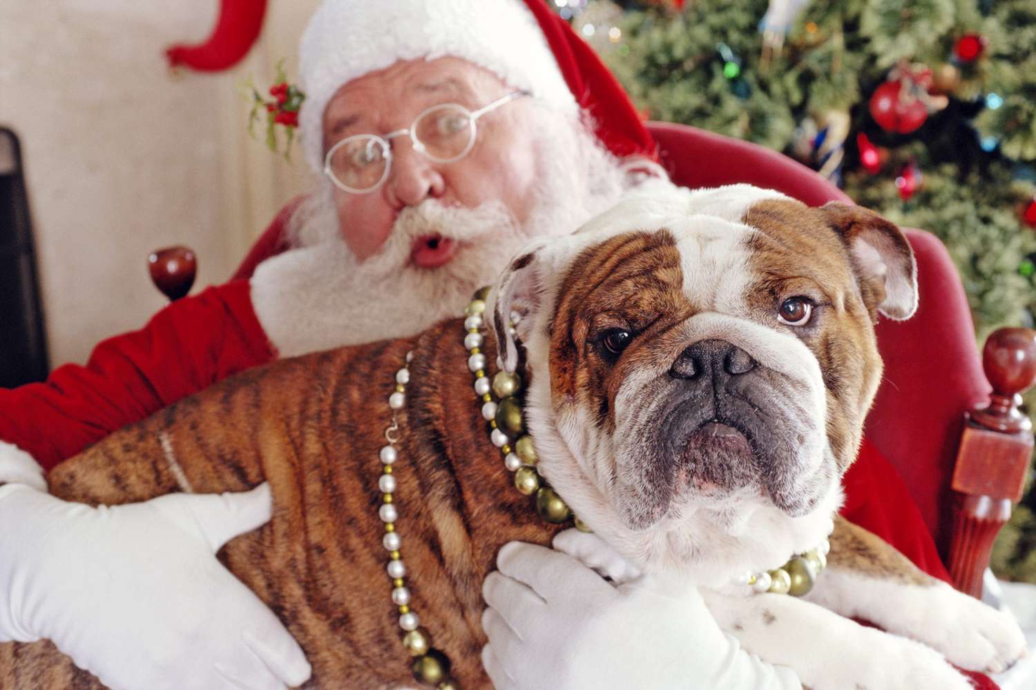 bulldog sitting on santa's lap