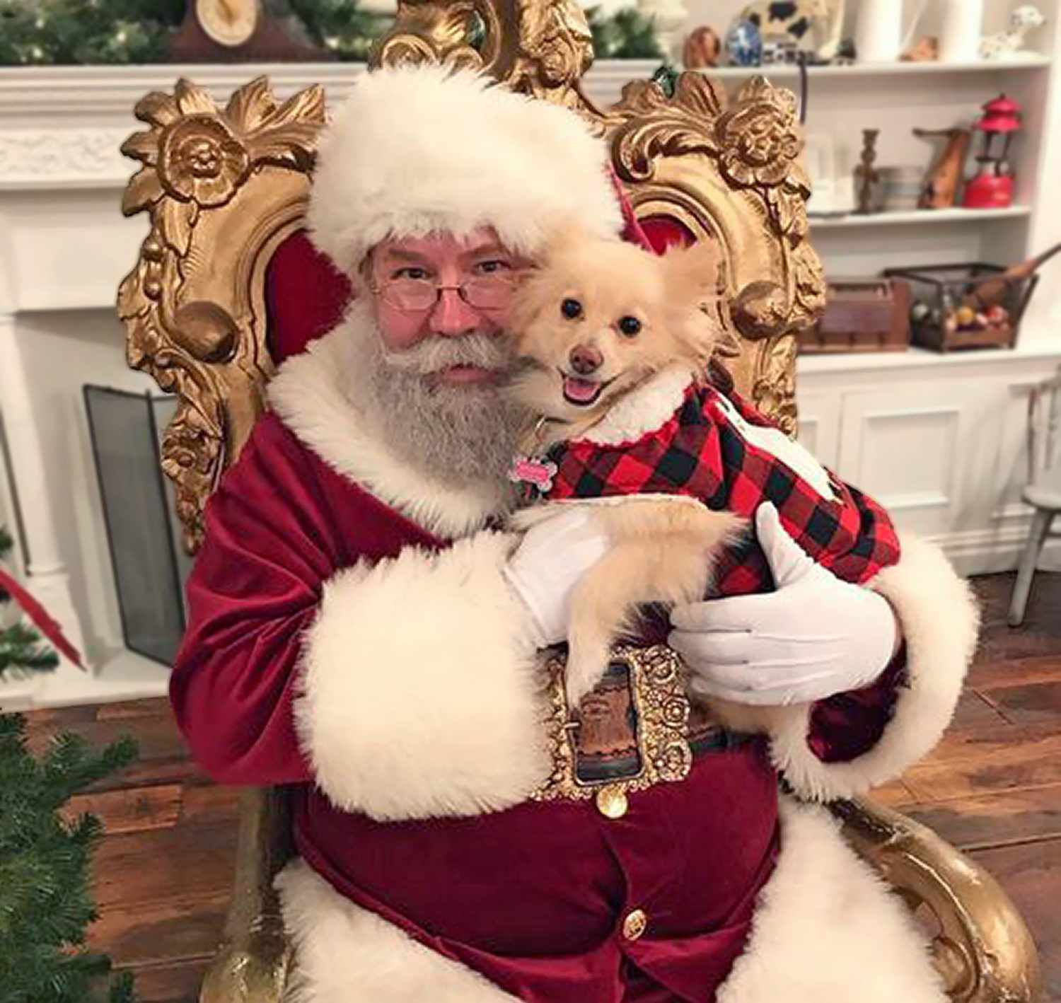dog posing with Santa