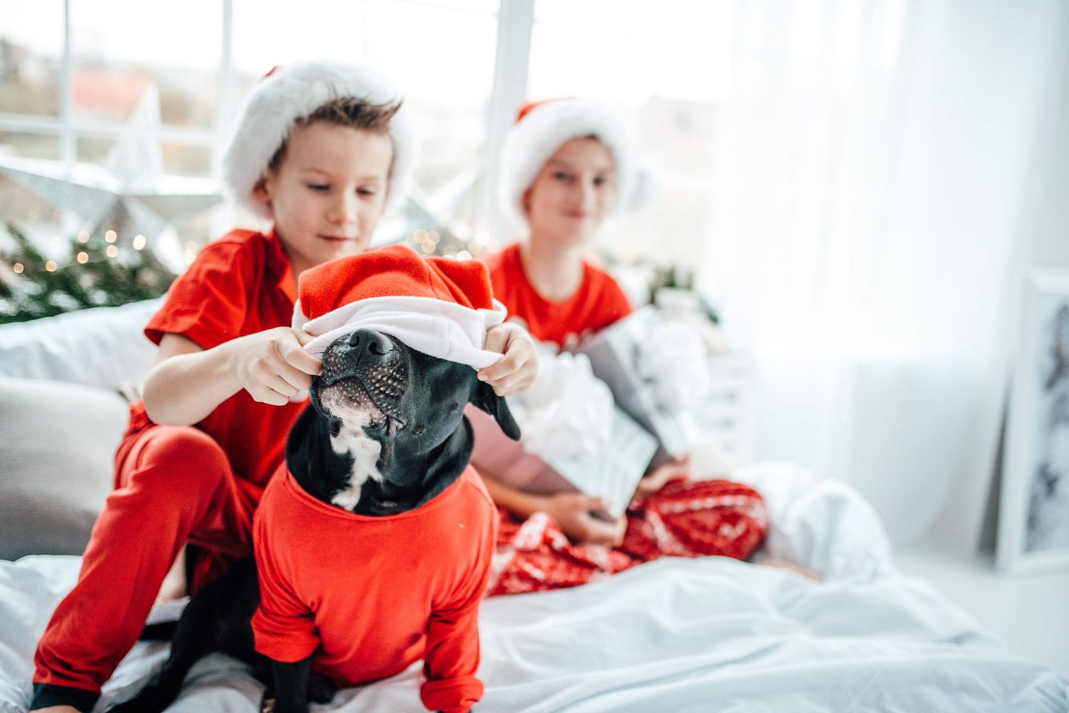 dog wearing a santa hat with two boys