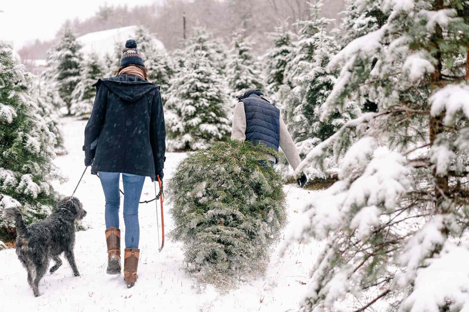 couple taking their dog to a christmas tree farm in the snow