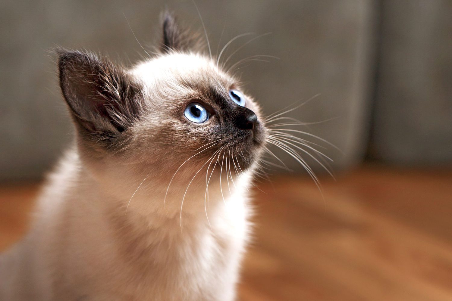 balinese kitten looking up