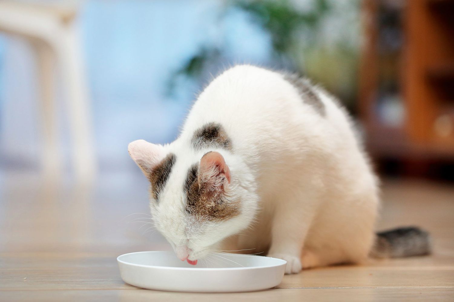 cat drinking water with probiotics