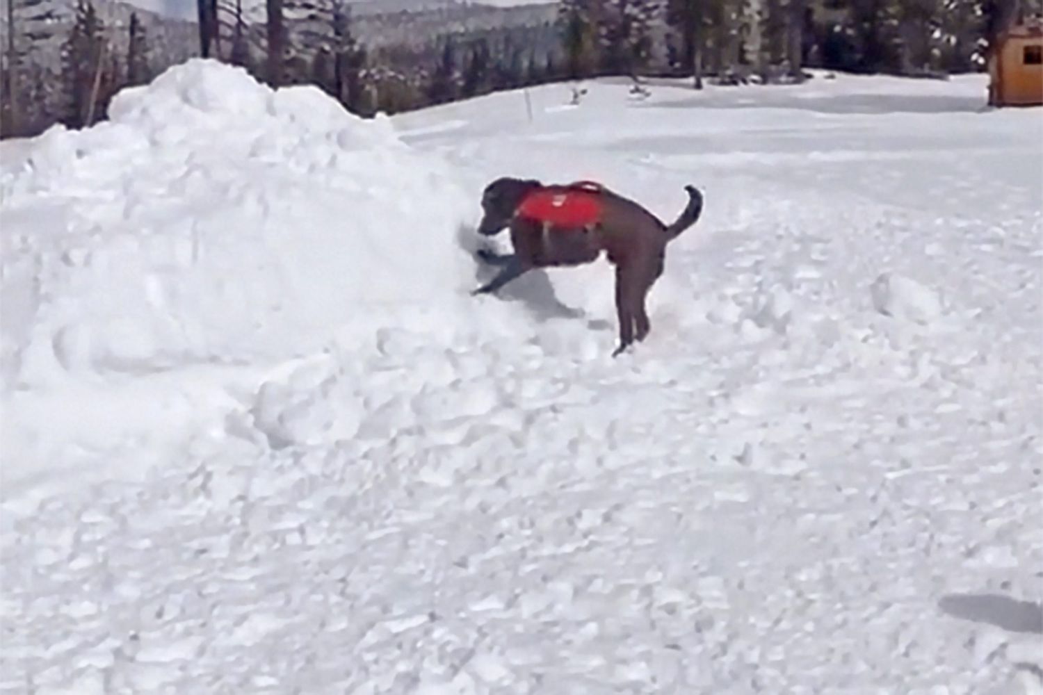 ski patrol dog digging through the snow