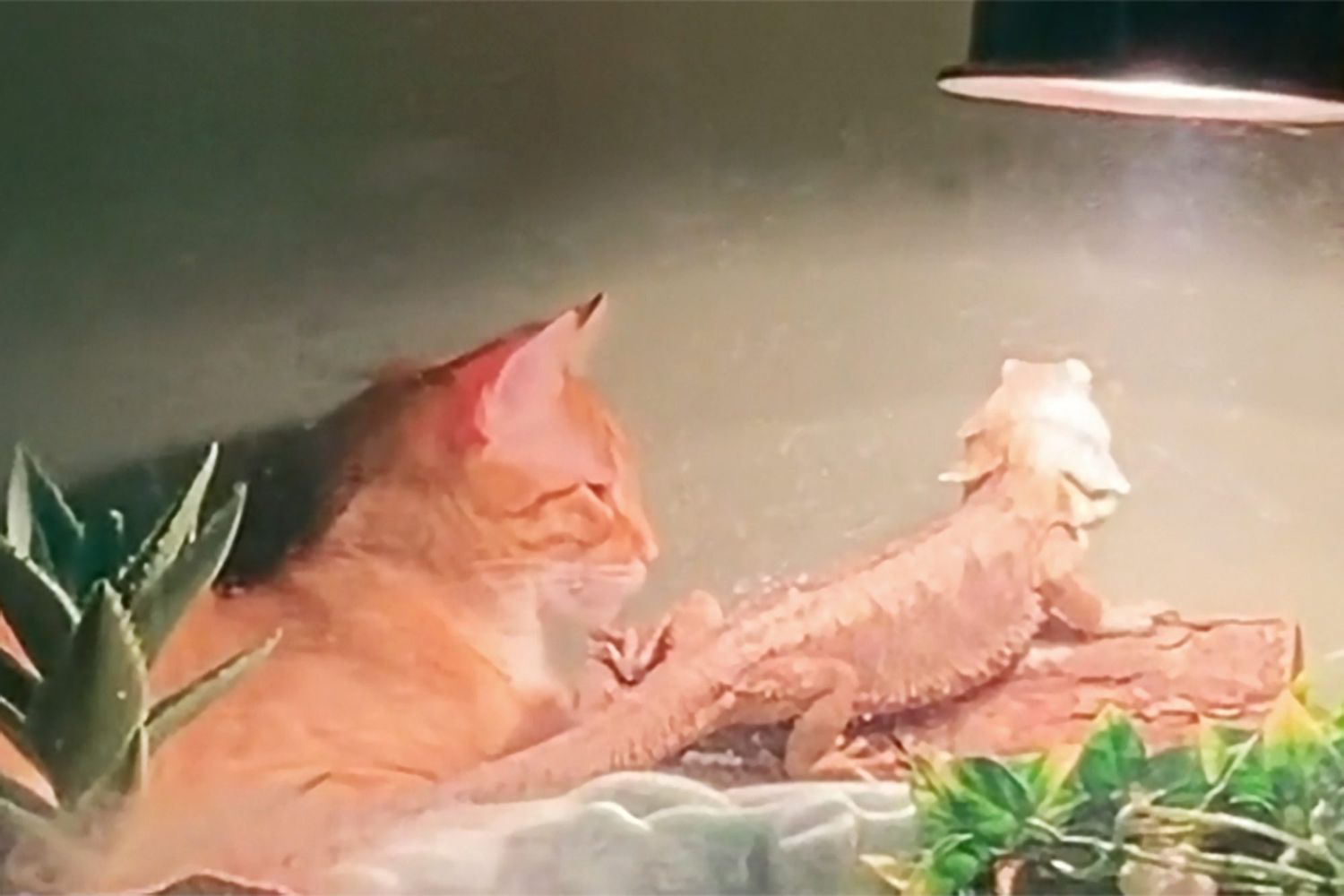 orange tabby cat and bearded dragon snuggling in a terrarium