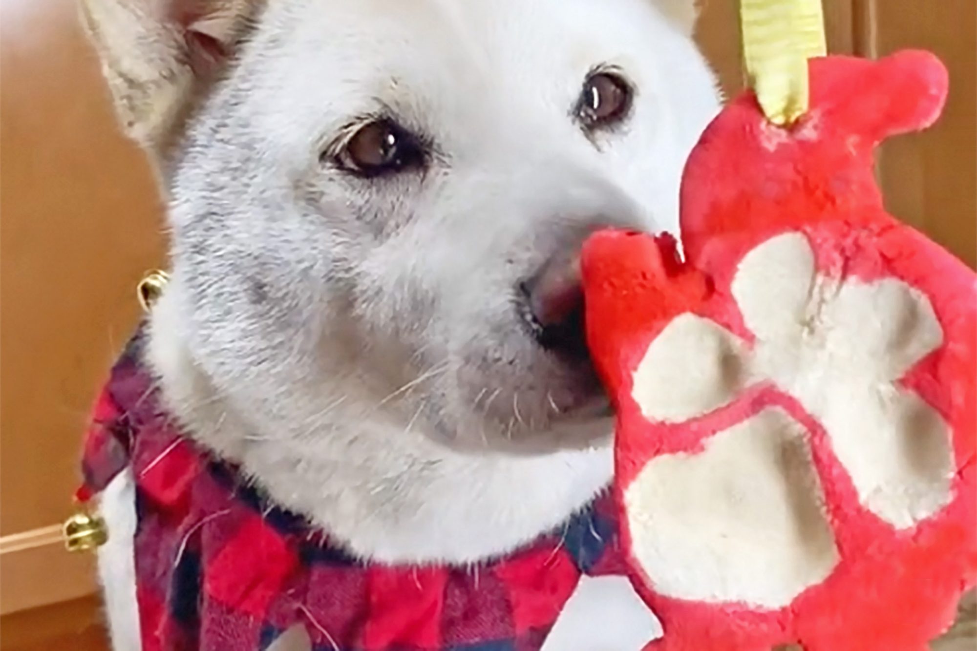 dog sniffing DIY Christmas ornament