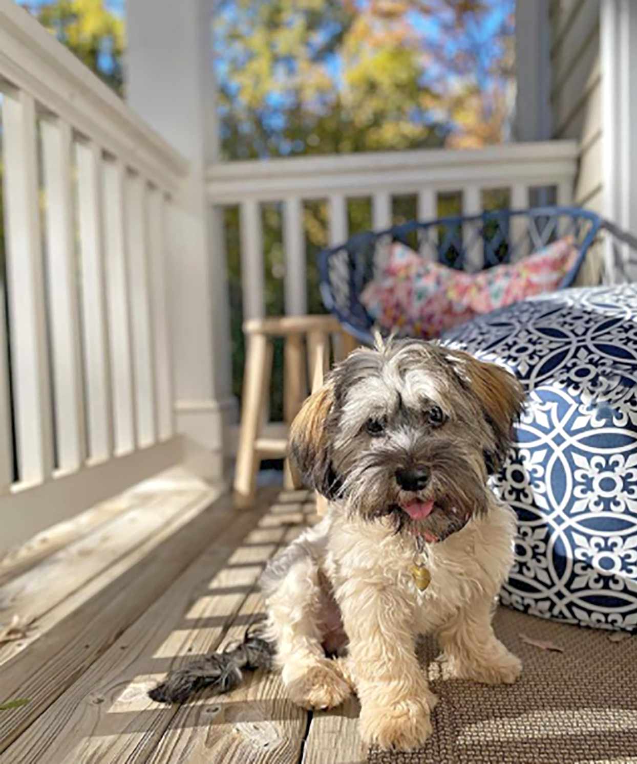 havanese shih tzu mix sitting on a porch with her tongue out