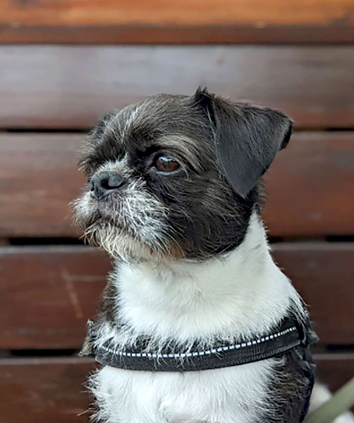 profile of a black and white pug shih tzu mix