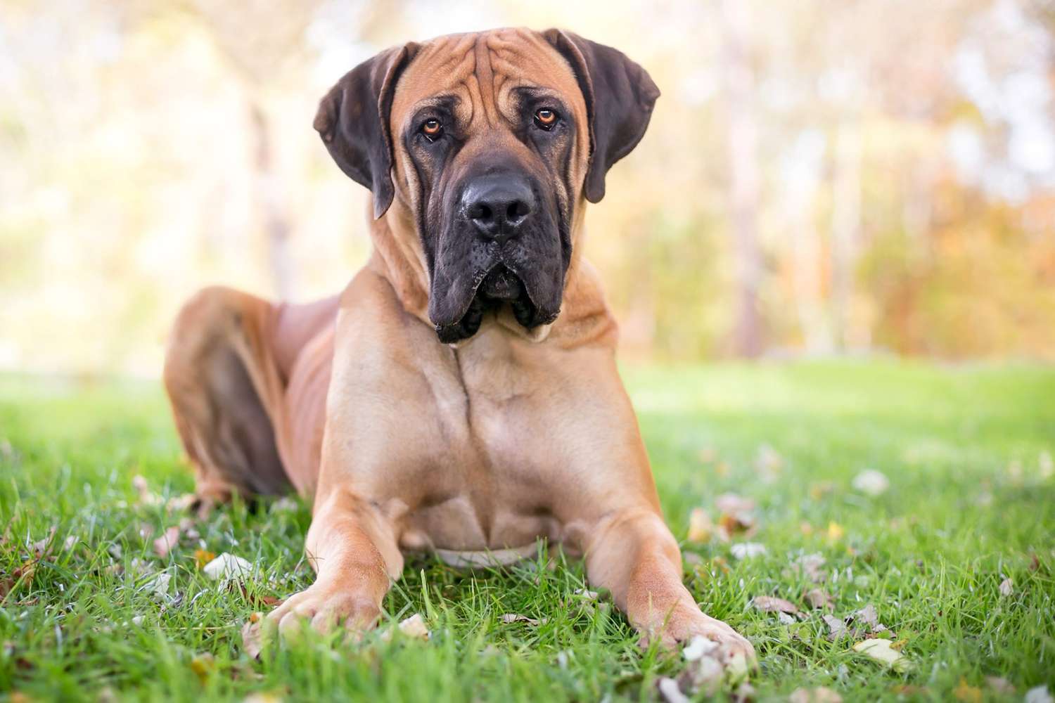 Boerboel (South African Mastiff) Dog Breed Information & Characteristics |  Daily Paws