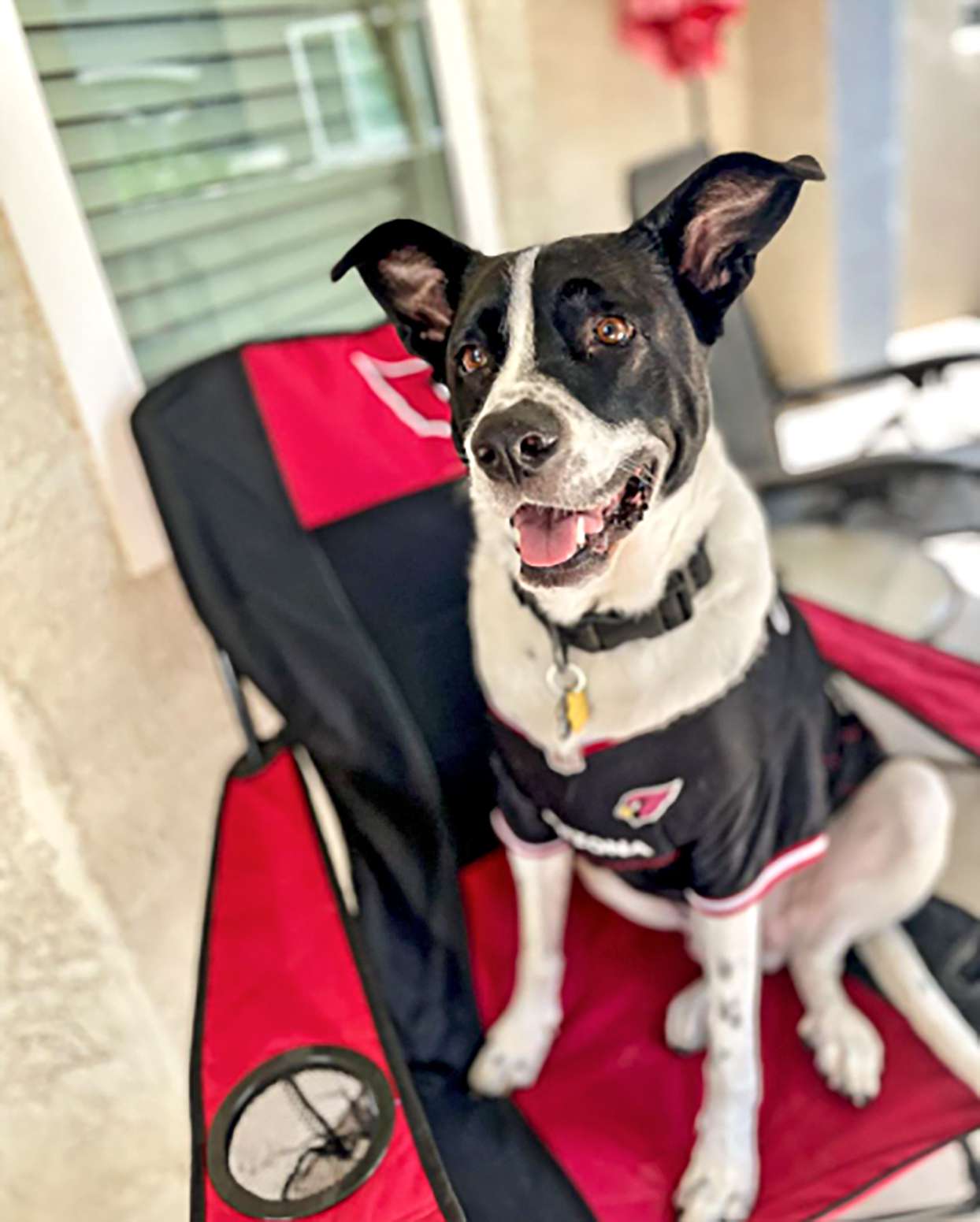 border collie rottweiler mix wearing a sports jersey on a folding chair