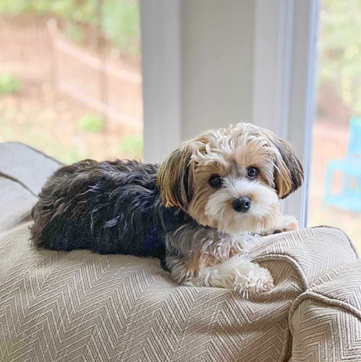 Shorkie laying on couch