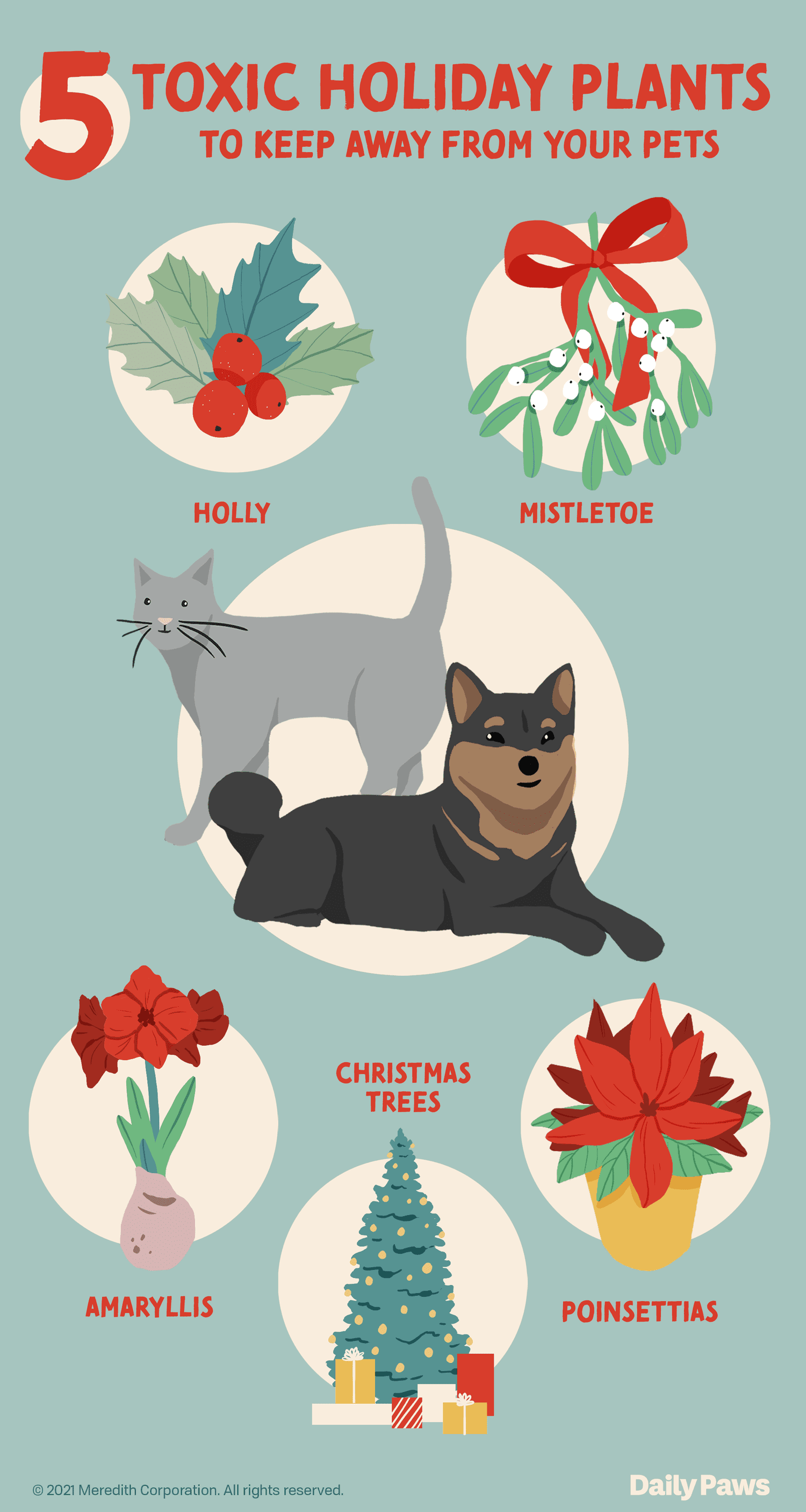 which holiday plants are toxic to pets infographic