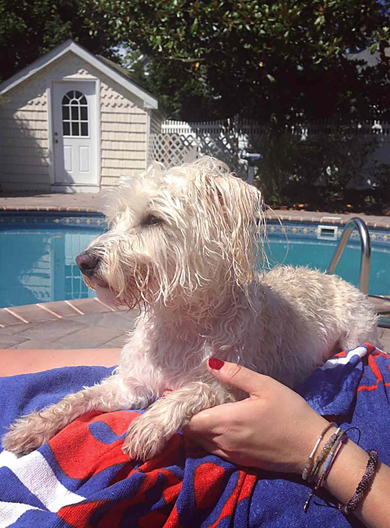 westiepoo lying on a towel at the pool