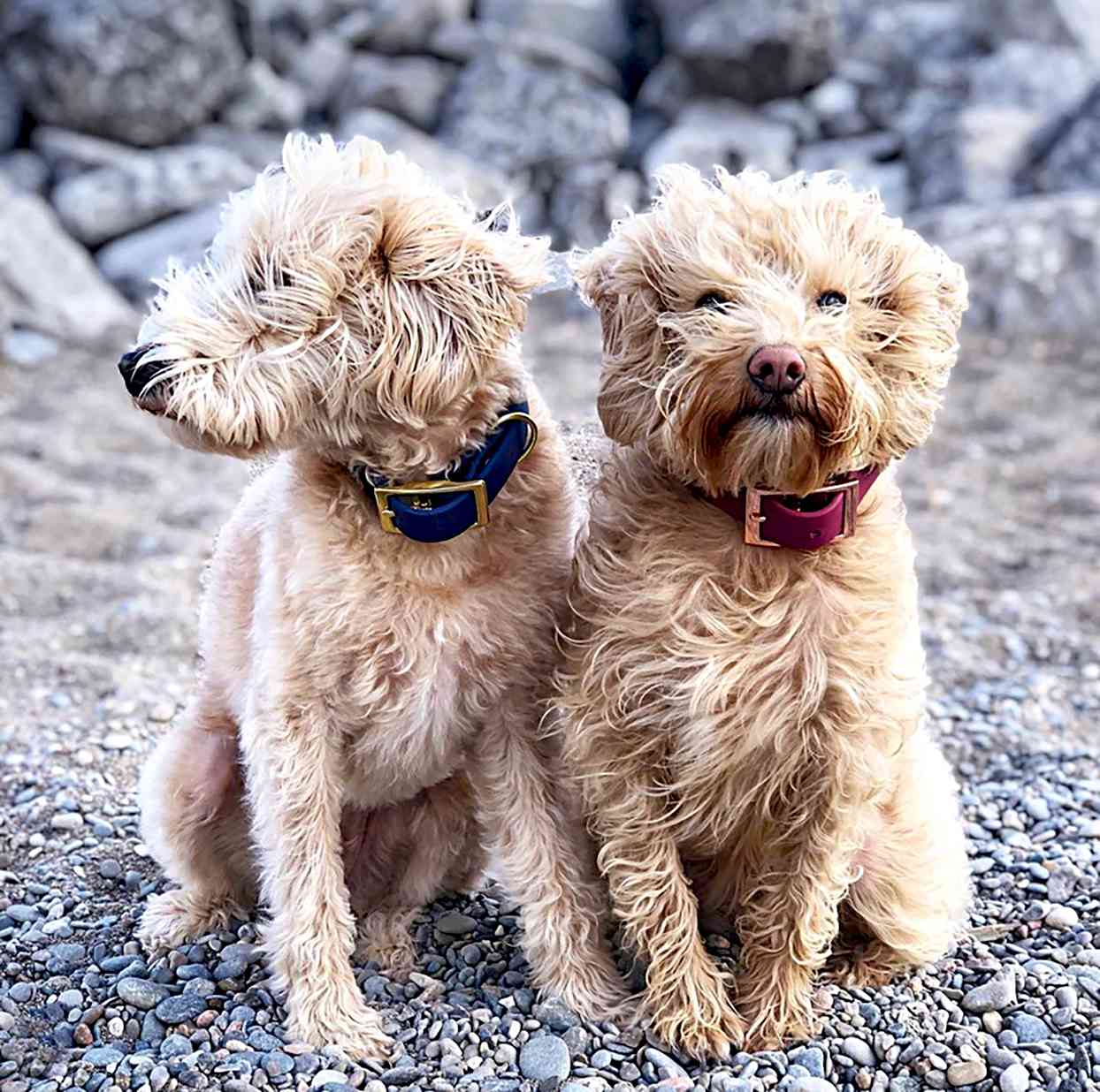 westiepoo twins with their hair blowing in wind