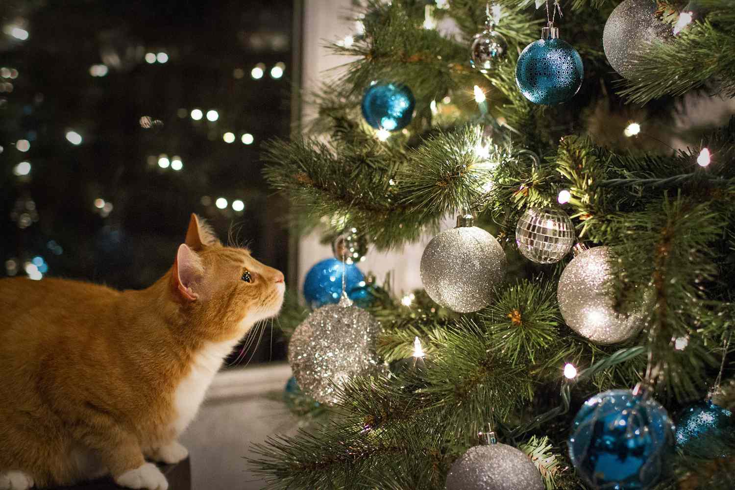 orange cat staring at a decorated christmas tree