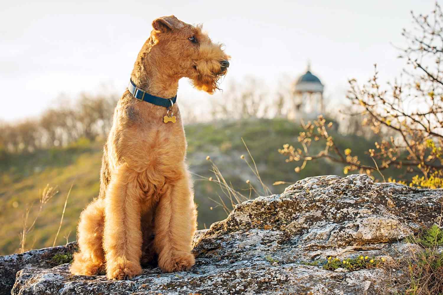 airedale terrier sitting on a rock