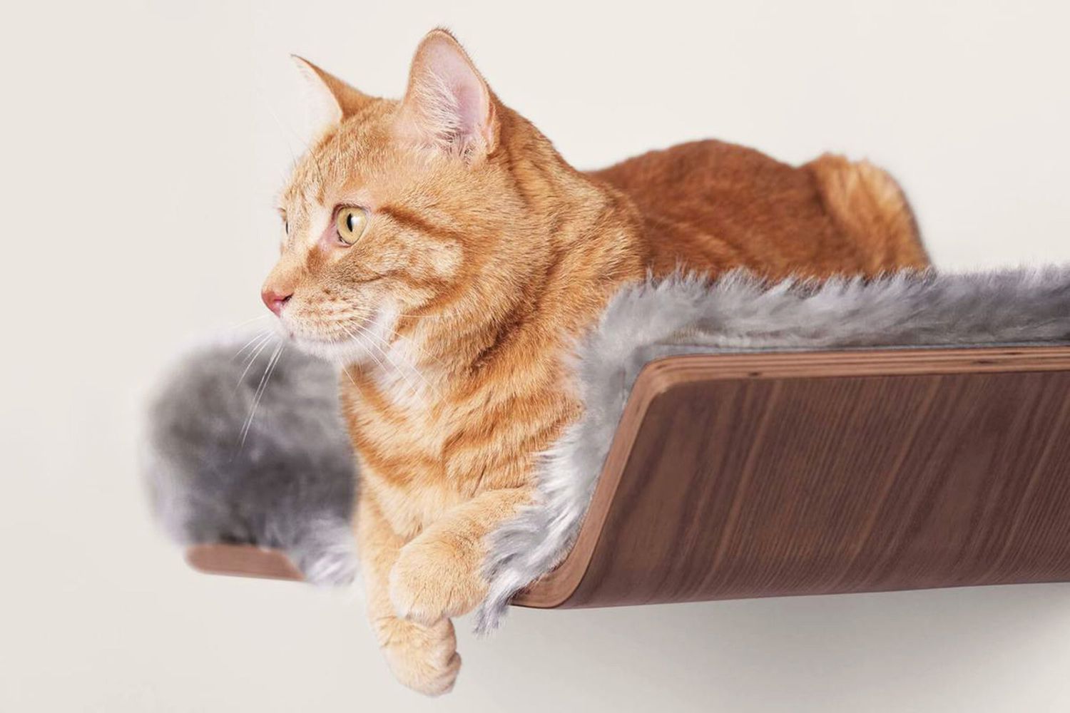 cat sitting on cat shelf lined with fur
