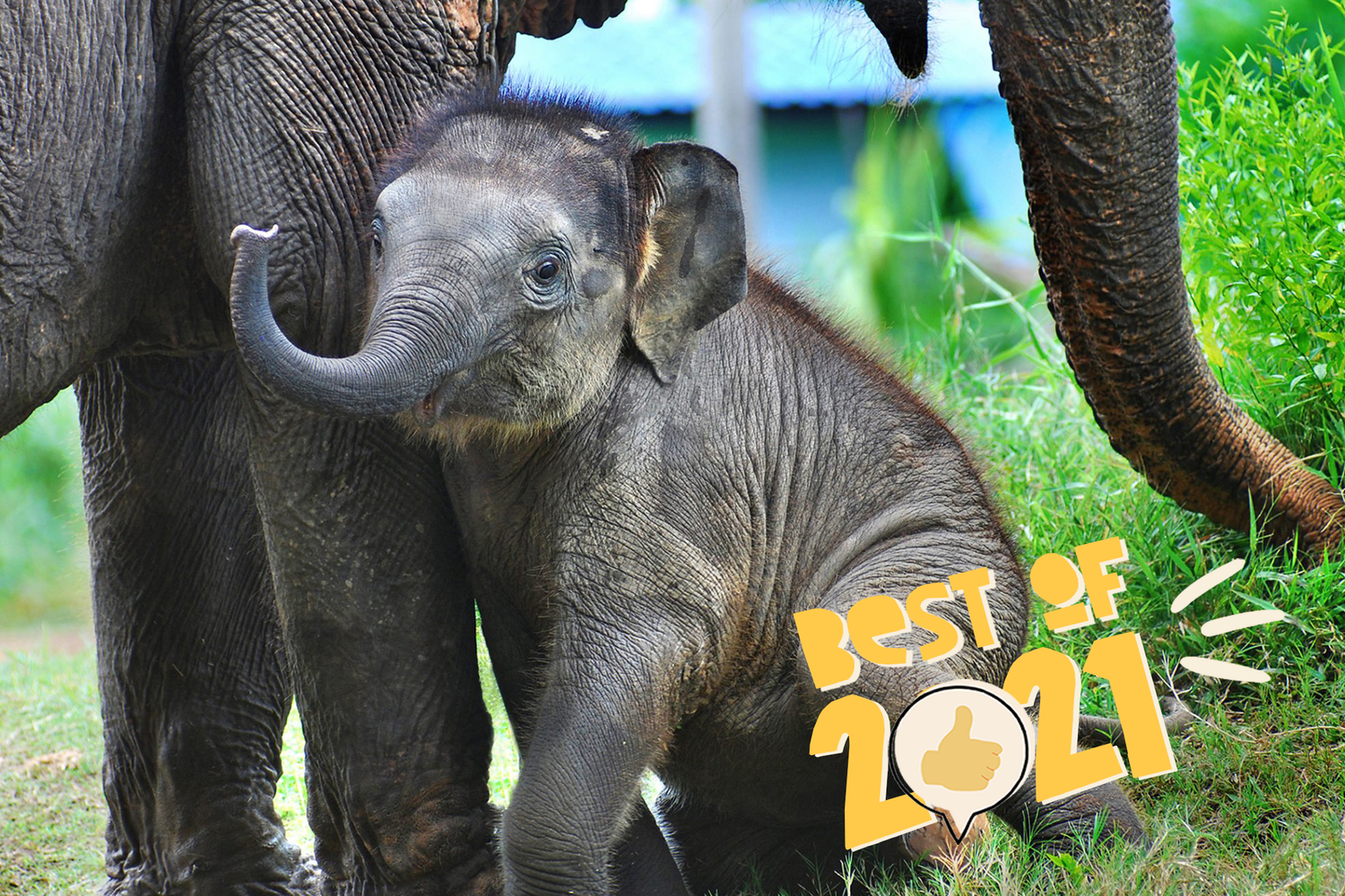 baby elephant, one of the cutest baby zoo animals of 2021