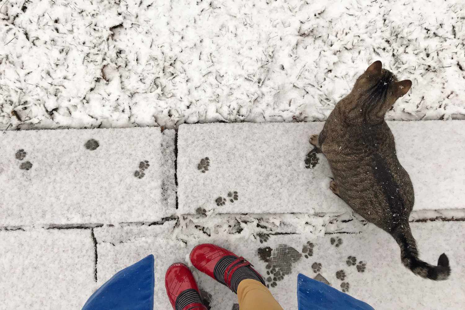 cat walking through snow