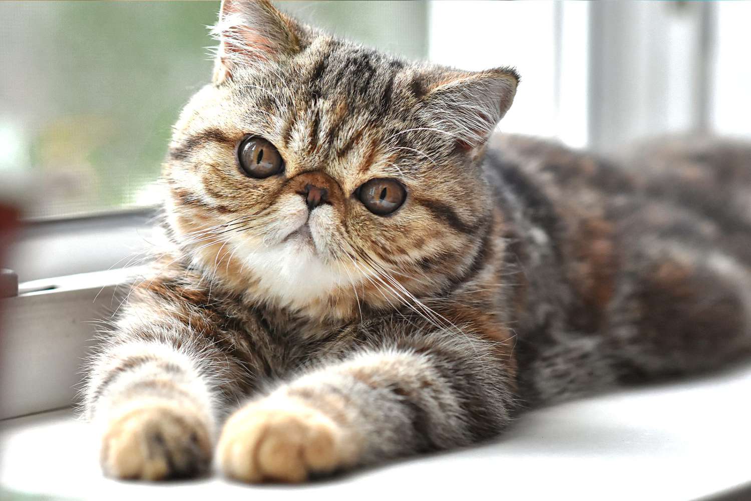 exotic shorthair kitten near window