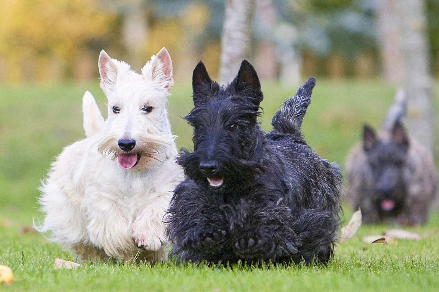 black and white scottish terriers running together in a park