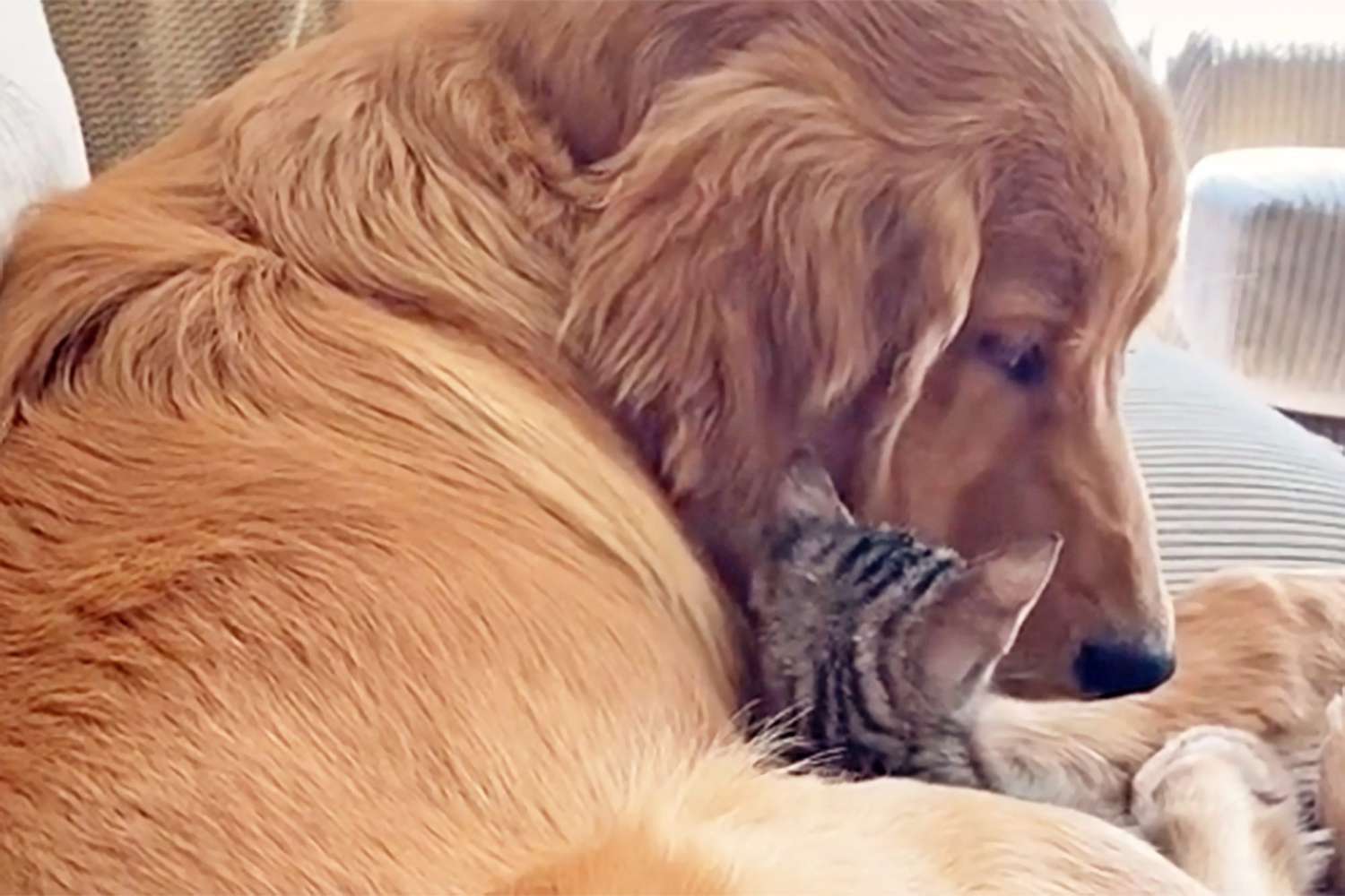 Golden Labrador retriever cuddling with kitten