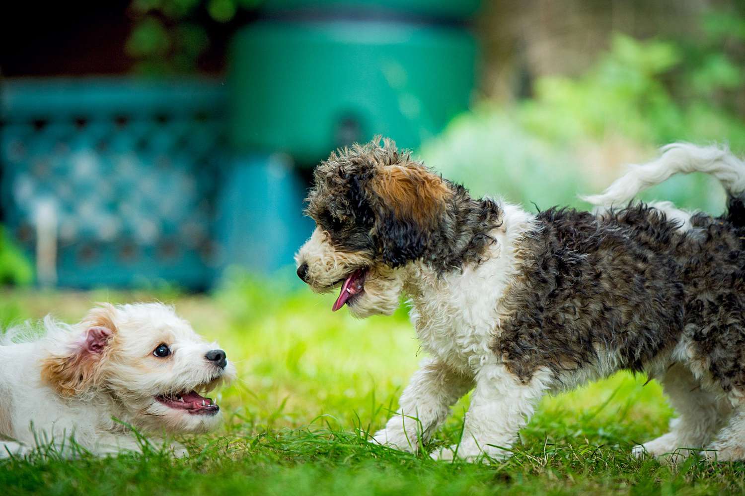 two cavachon puppies playing together in grass