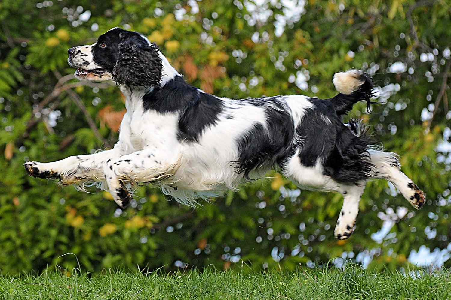 english springer spaniel jumping in air