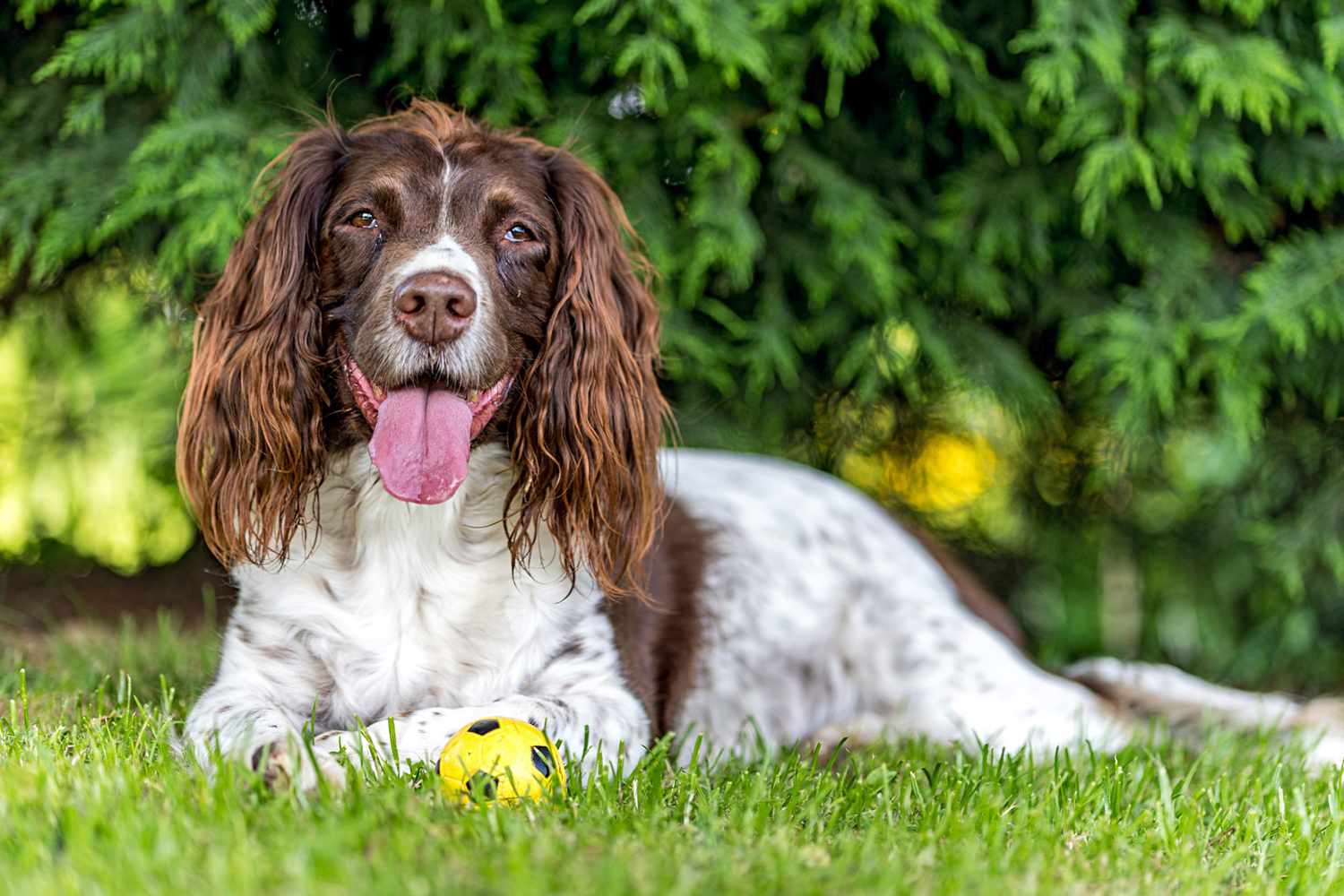 english springer spaniel lying next to a yellow ball with her tongue out